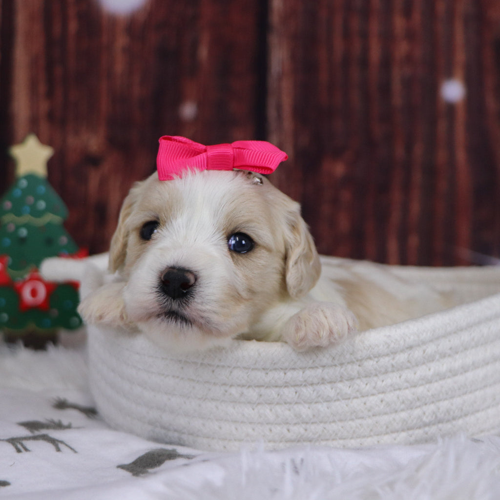 Mary - Available 12/31