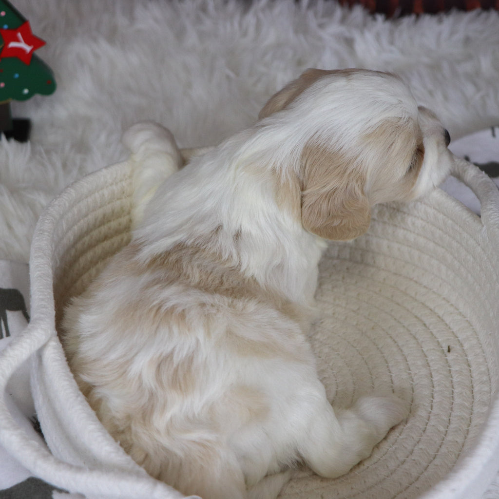 Mary - Available 12/31