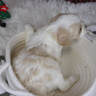 Mary - Available 12/31