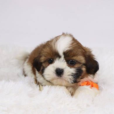 Mase - Available 11/19