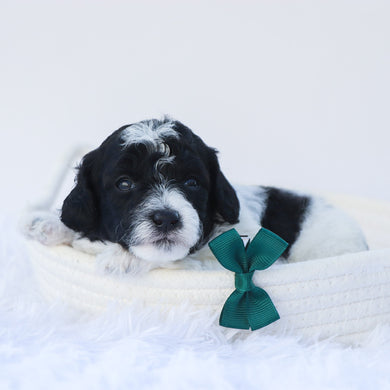 Mason - Available 7/30