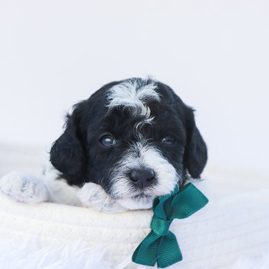Mason - Available 7/30
