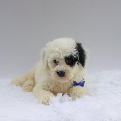 Maverick - Available 7/2