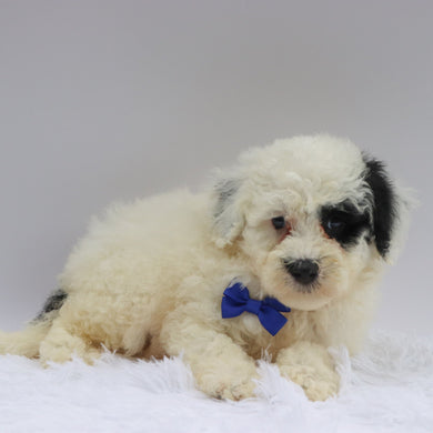 Maverick - Available 7/2