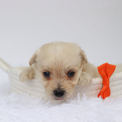 Mavery - Available 9/3