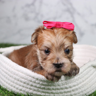Maya - Available 5/21