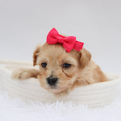 Millie - Available 9/17