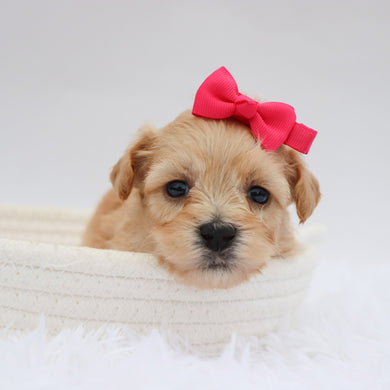 Millie - Available 9/17