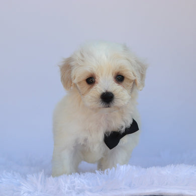 Milton - Available Now