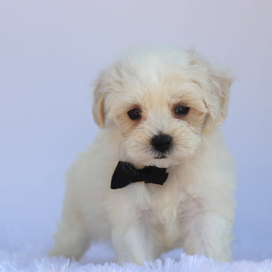Milton - Available Now