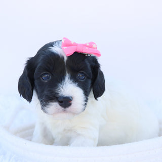 Mimi - available 11/14
