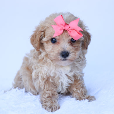 Mocha - Available 8/6