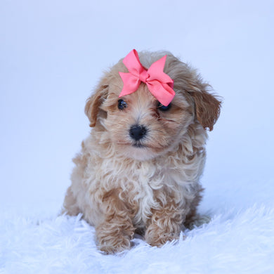 Mocha - Available 8/6