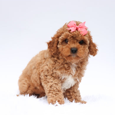 Molly - Available 7/23