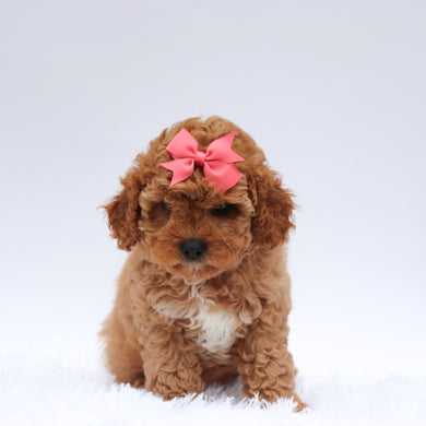 Molly - Available 7/23
