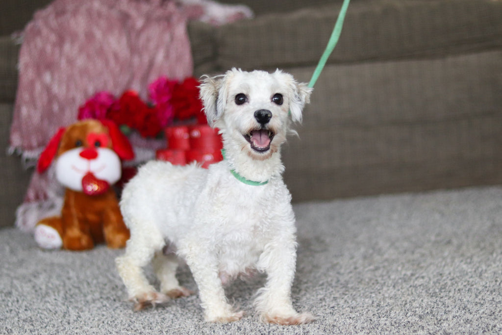 Grant - Available 3/19