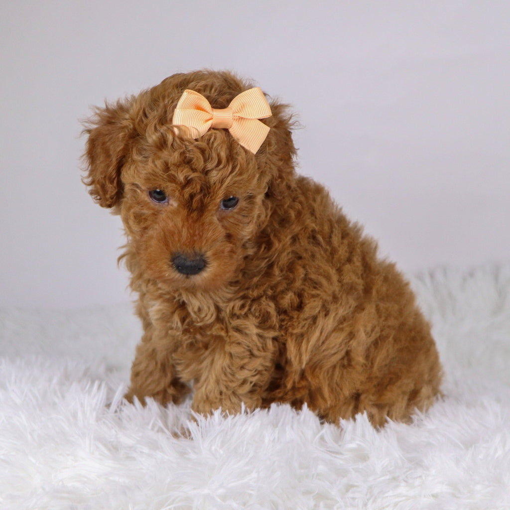 Monica - Available 11/26