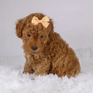 Monica - Available 11/26