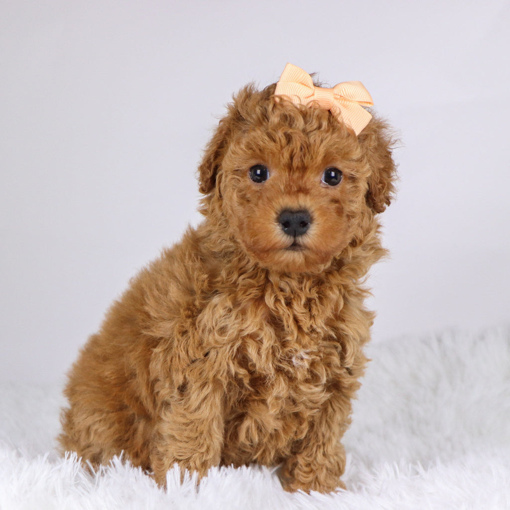 Monica - Available 11/26