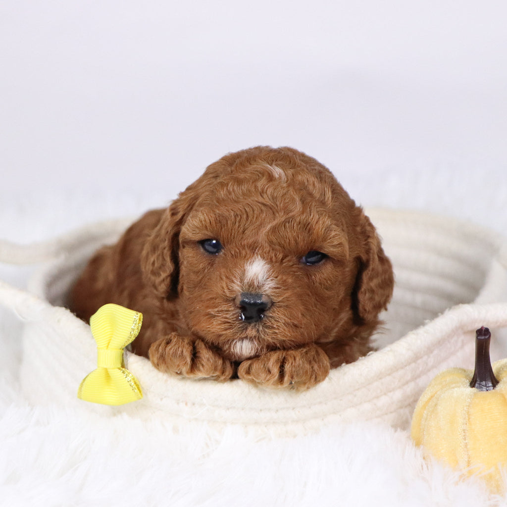 Murray - Available 12/17