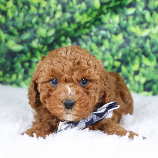 Murray - Available 12/17