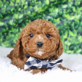 Murray - Available 12/17