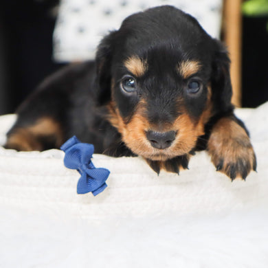 Cedric - Available 5/6