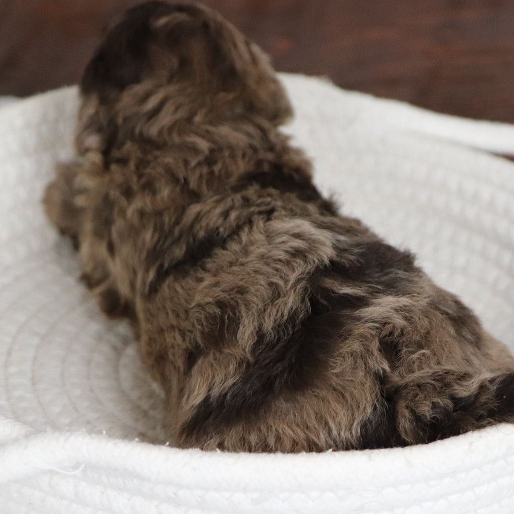 Nikki - Available 1/28