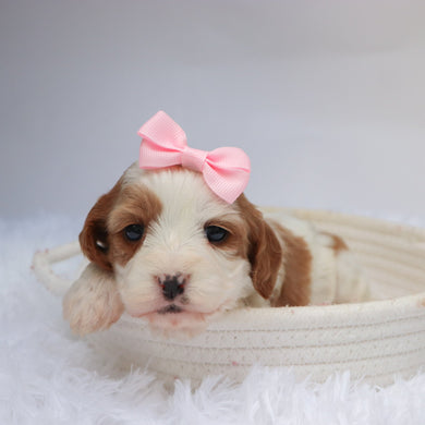 Nala - available 11/18