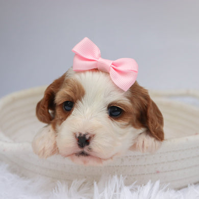 Nala - available 11/18