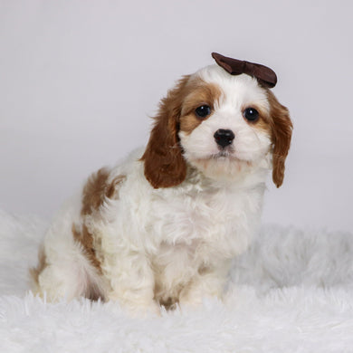 Nala - available 11/19