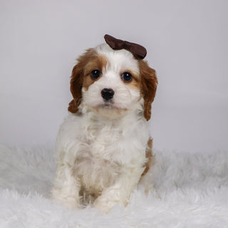 Nala - available 11/19