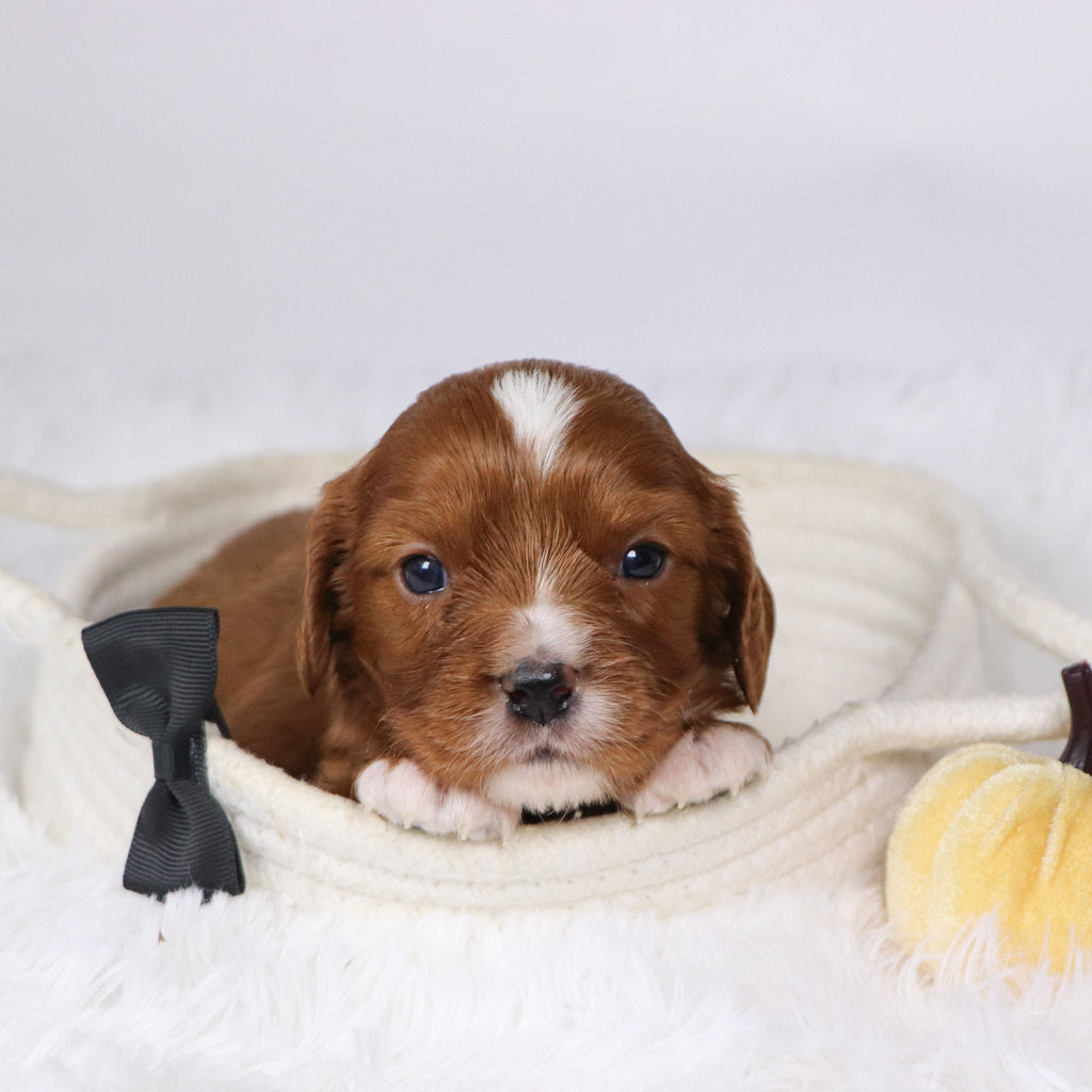 Neil - Available  12/17