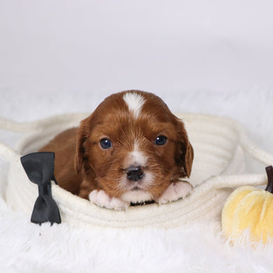 Neil - Available  12/17