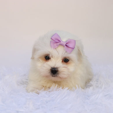 Nessie - Available 9/24
