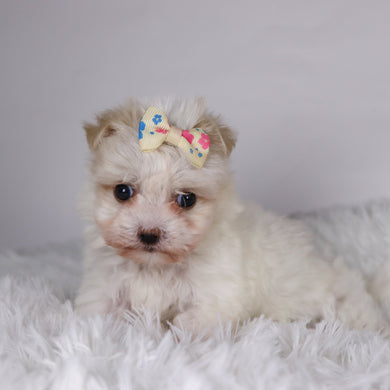 Nicki - Available 11/26