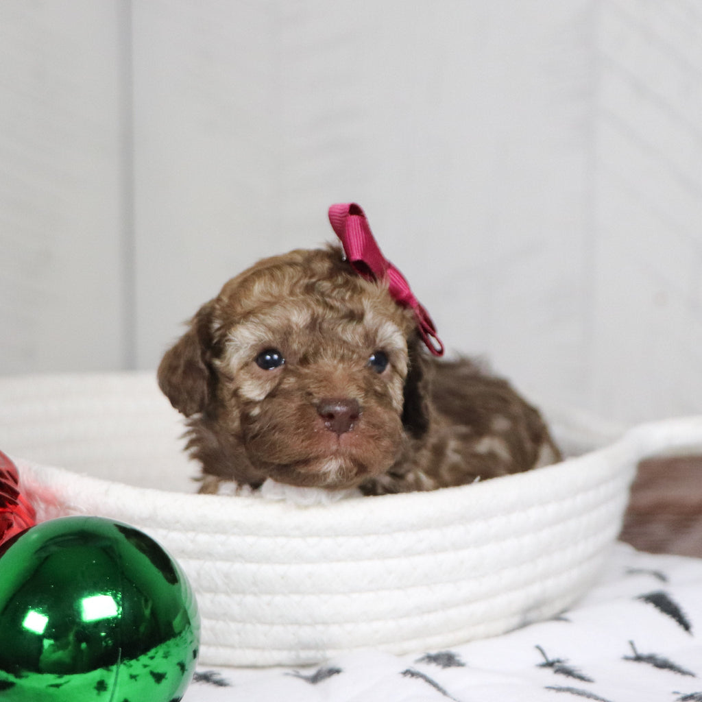 Nikki - Available 1/28