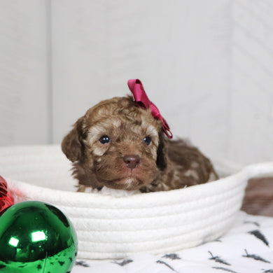 Nikki - Available 1/28