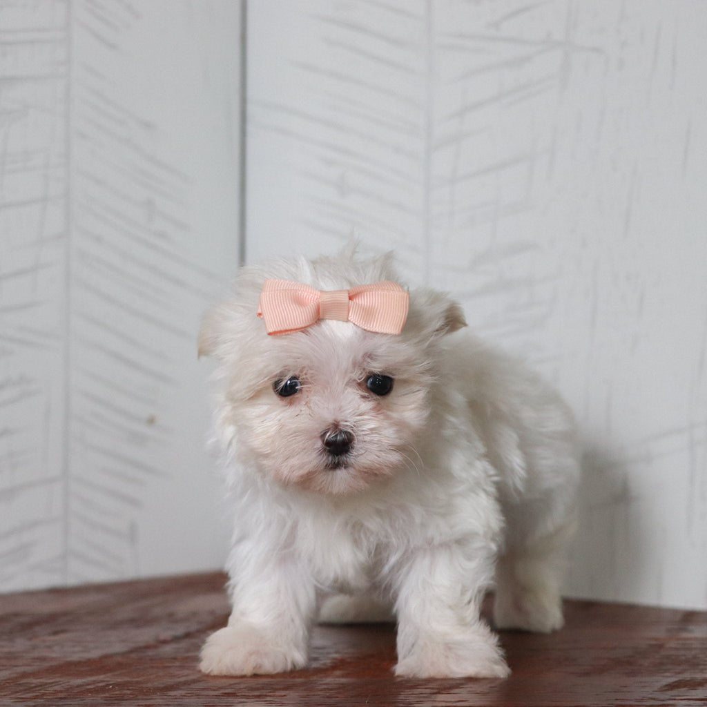 Nylah - Available Now