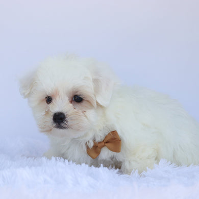 Oliver - Available Now