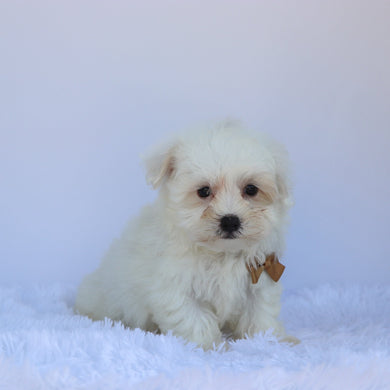 Oliver - Available Now