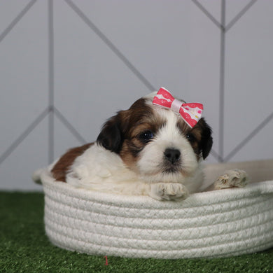 Olivia - Available 5/6