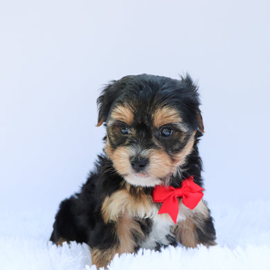 Omar - Available 6/26