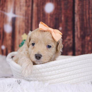 Orly - Available 12/31