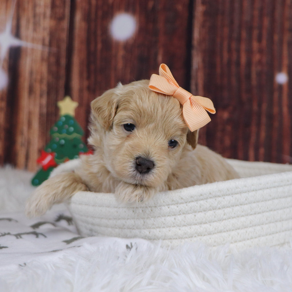 Orly - Available 12/31