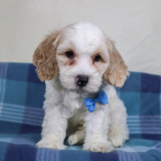 Oxford - Available 1/15