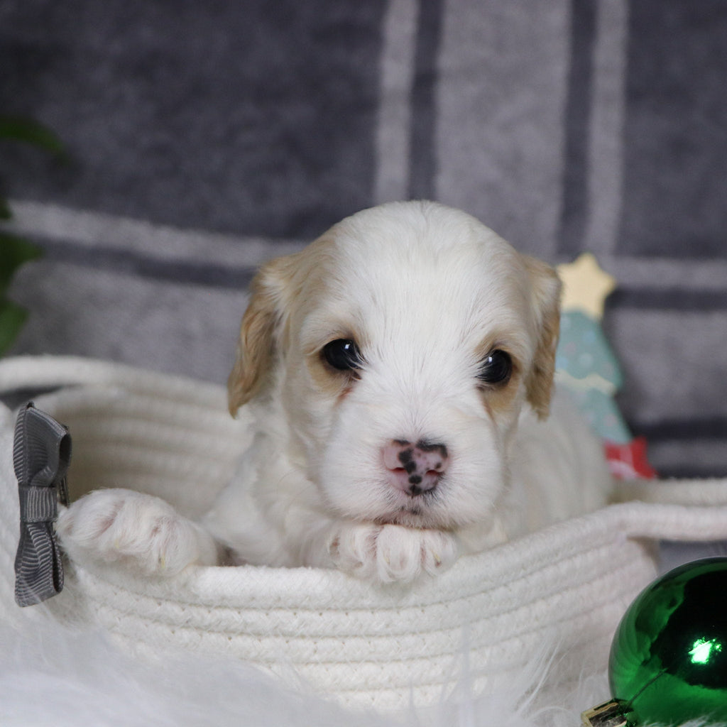 Oxford - Available 1/14