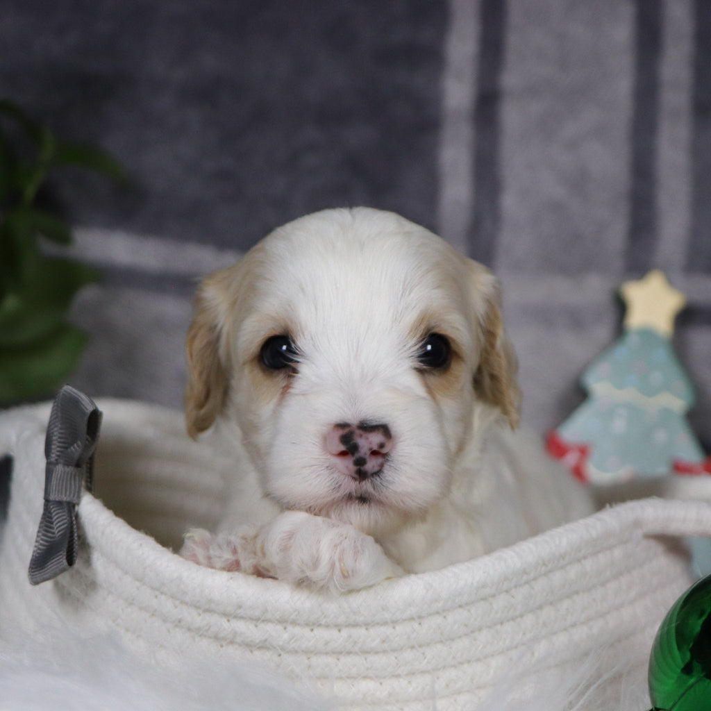 Oxford - Available 1/14