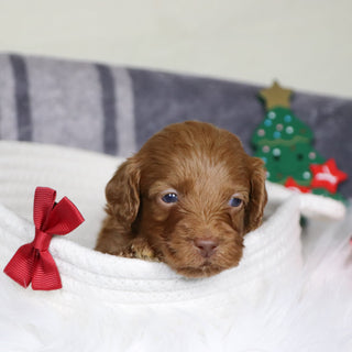 Ozzy - Available 1/14