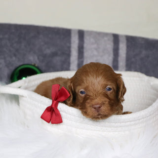 Ozzy - Available 1/14